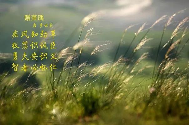 花花牛 | 疾風(fēng)來臨，你是不是勁草？